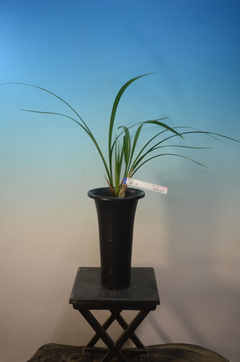 ○○のお店：お勧め商品