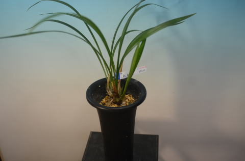 ○○のお店：お勧め商品